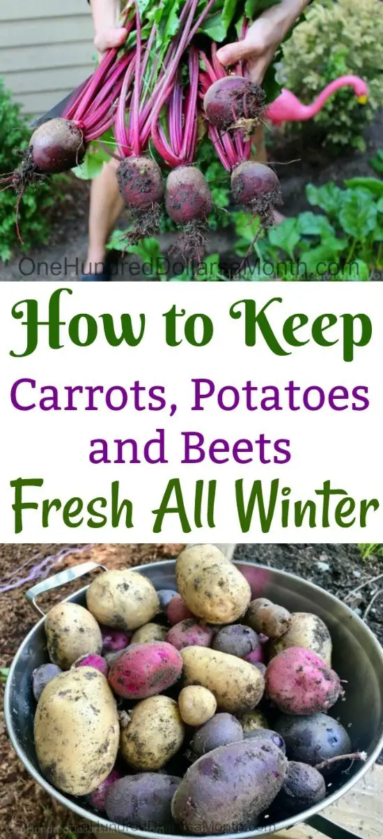 Keeping Beets Carrots and Potatoes Fresh Through Winter