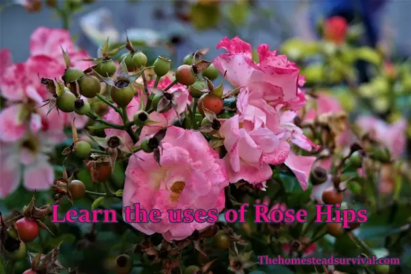 Learn the uses of Rose Hips