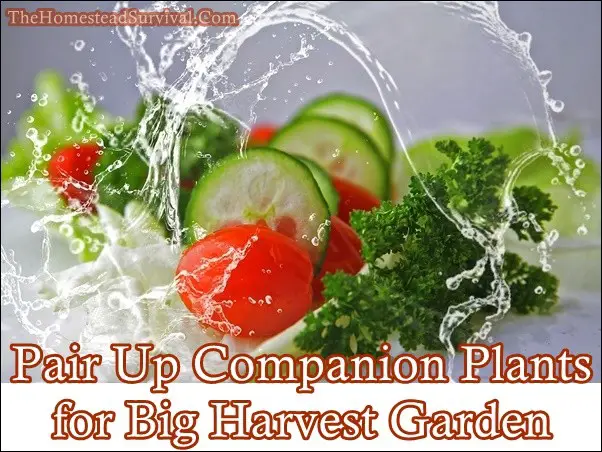 Pair Up Companion Plants for Big Harvest Garden
