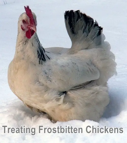 Treating Frostbitten Chickens