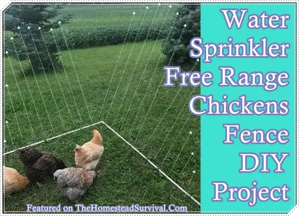 Water Sprinkler Free Range Chickens Fence DIY Project