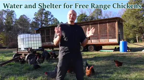 Water and Shelter for Free Range Chickens