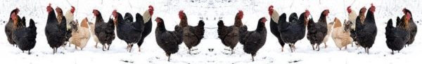 Managing Chickens Cold Stress Effects in Winter