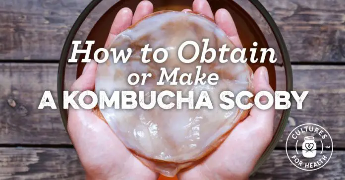 Kombucha Probiotic Scoby Fermentation Drink Tips Recipe