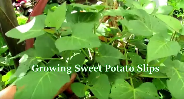 Growing Sweet Potato Slips