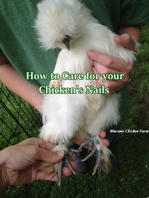 How to Care for your Chicken's Nails