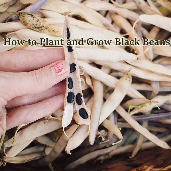 How to Plant and Grow Black Beans 