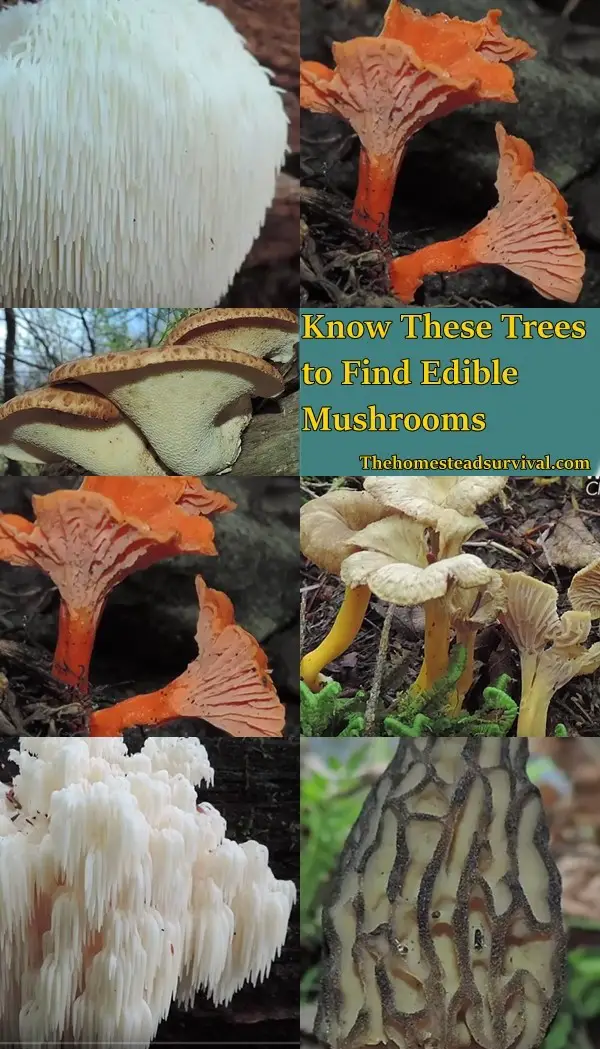 Know These Trees to Find Edible Mushrooms