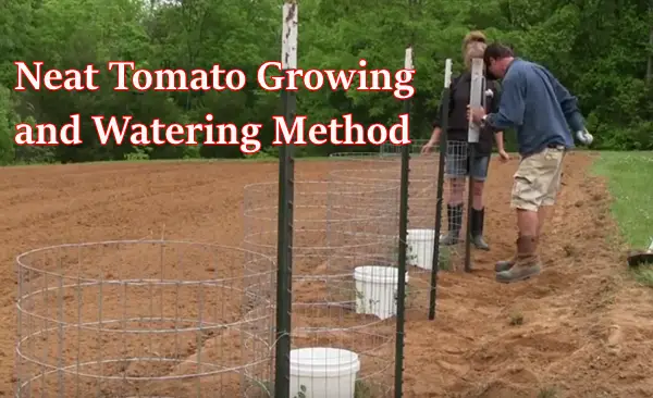 Neat Tomato Growing and Watering Method