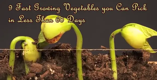 9 Fast Growing Vegetables you Can Pick in Less Than 60 Days
