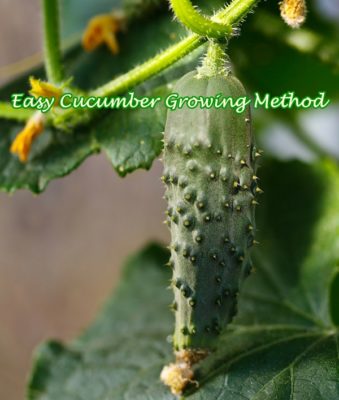 Easy Cucumber Growing Method