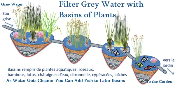 Filter Grey Water with Basins of Plants