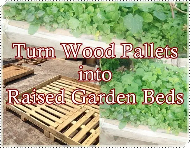 Turn Wood Pallets into Raised Garden Beds