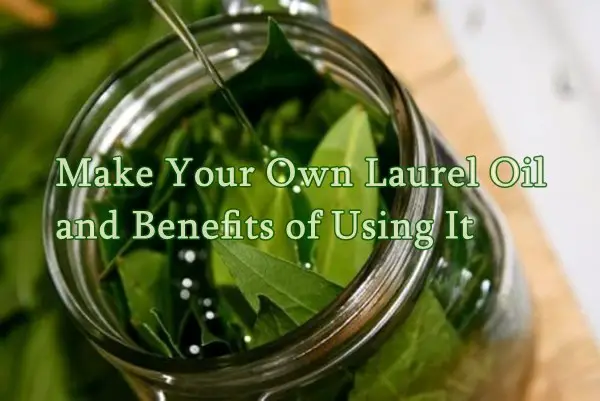 Make Your Own Laurel Oil and Benefits of Using It
