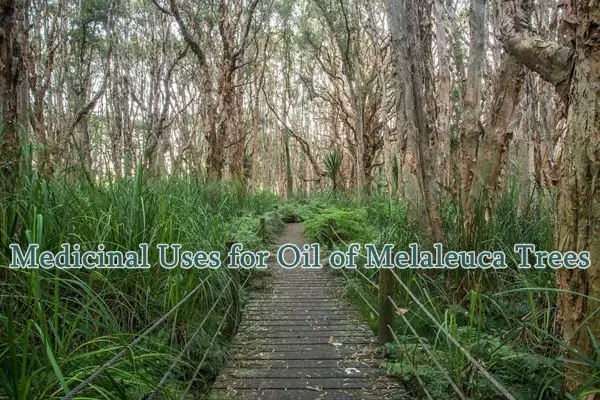Medicinal Uses for Oil from Melaleuca Trees