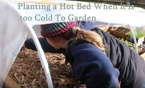 Planting a Hot Bed When it is too Cold To Garden