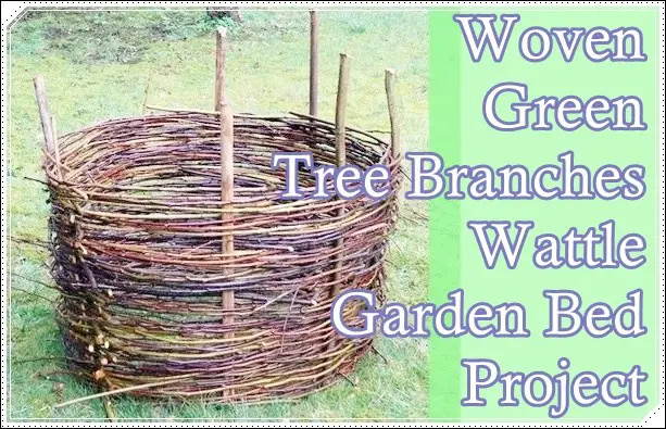 Woven Green Tree Branches Wattle Garden Bed Project