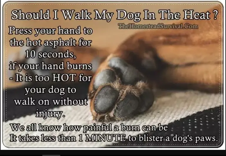 Do Not Walk Dogs On Hot Burning Asphalt Pavement