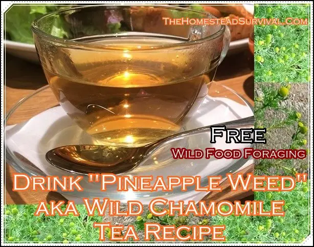 Drink Pineapple Weed aka Wild Chamomile Tea Recipe