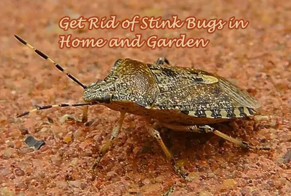 Get Rid of Stink Bugs in Home and Garden