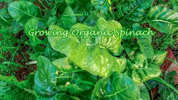 Growing Organic Spinach
