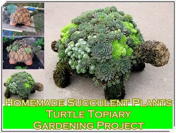 Homemade Succulent Plants Turtle Topiary Gardening Project