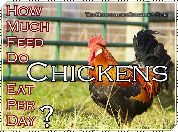 How Much Feed Do Chickens Eat Per Day