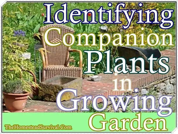 Identifying Companion Plants in Growing Garden