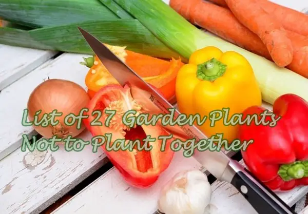 List of 27 Garden Plants Not to Plant Together