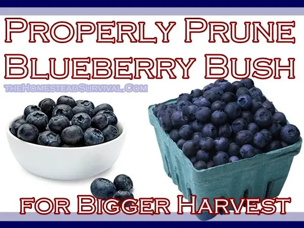 Properly Prune Blueberry Bush for Bigger Harvest