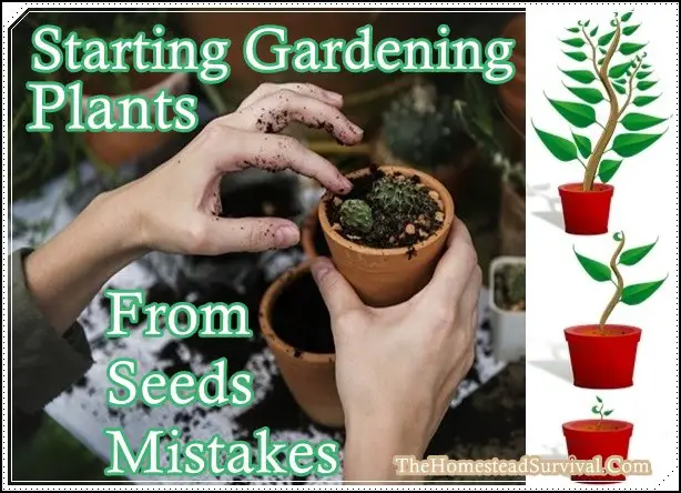 Starting Gardening Plants From Seeds Mistakes