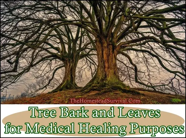 Tree Bark and Leaves for Medical Healing Purposes