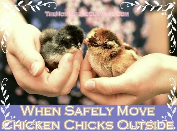 When Safely Move Chicken Chicks Outside