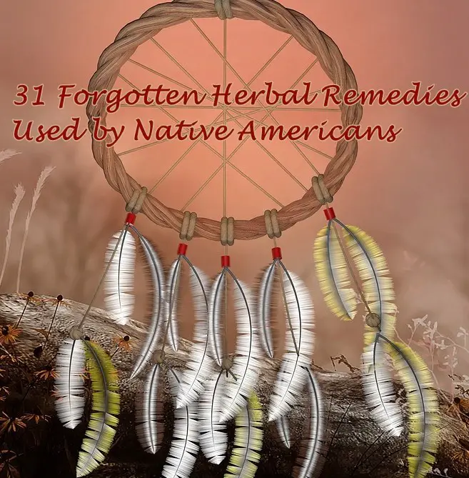 31 Forgotten Herbal Remedies Used by Native Americans