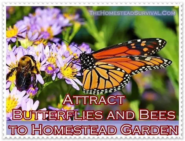 Attract Butterflies and Bees to Homestead Garden