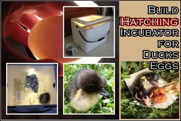 Build Hatching Incubator for Ducks Eggs 