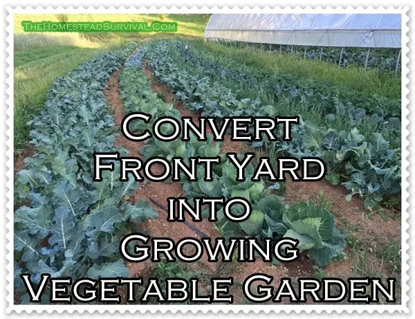 Convert Front Yard into Growing Vegetable Garden