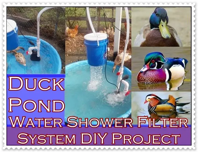 Duck Pond Water Shower Filter System DIY Project