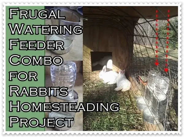 Frugal Watering Feeder Combo for Rabbits Homesteading Project