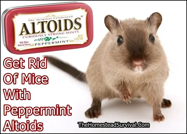 Get Rid Of Mice With Peppermint Altoids