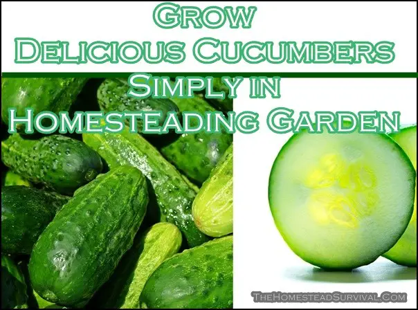 Grow Delicious Cucumbers Simply in Homesteading Garden