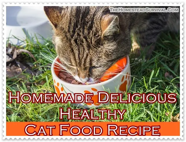 Homemade Delicious Healthy Cat Food Recipe