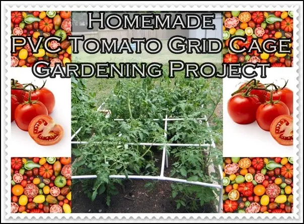 Homemade PVC Tomato Grid Cage Gardening Project