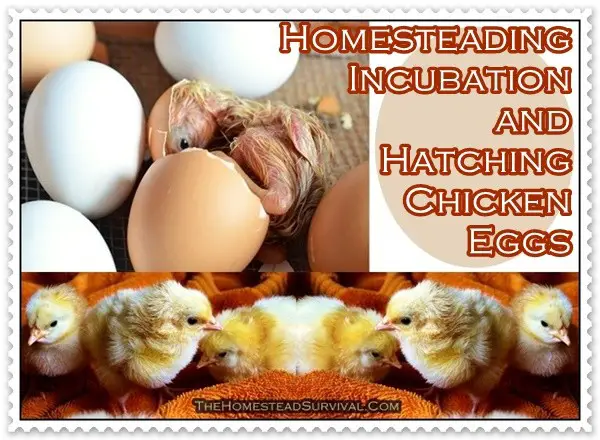Homesteading Incubation and Hatching Chicken Eggs