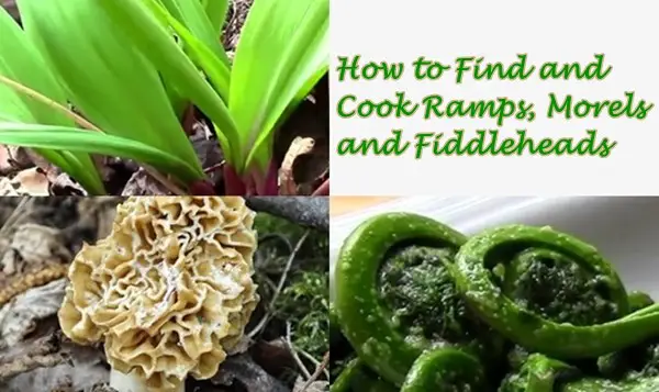 How to Find and Cook Ramps, Morels and Fiddleheads
