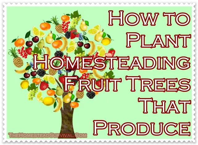 How to Plant Homesteading Fruit Trees That Produce