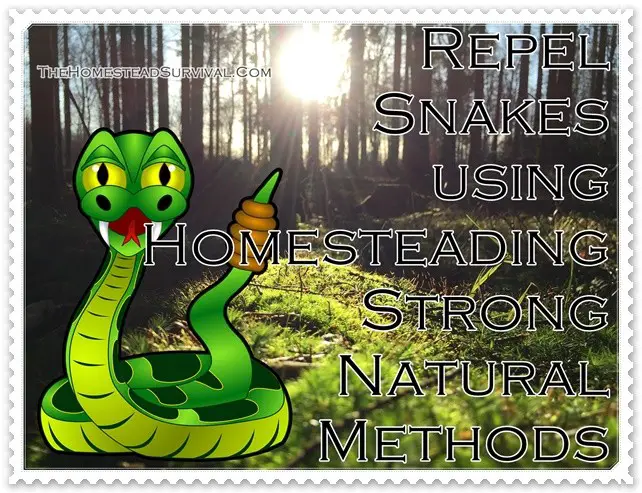 Repel Snakes using Homesteading Strong Natural Methods