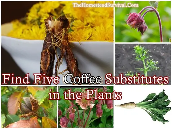 Find Five Coffee Substitutes in Wild Plants - Wildcrafting - Homesteading - The Homestead Survival