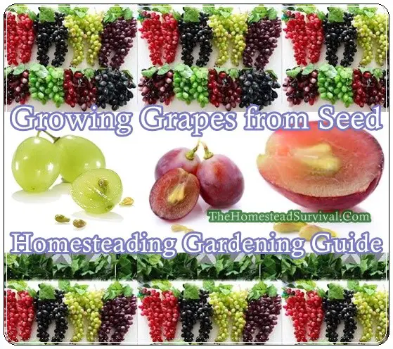 Growing Grapes from Seed Homesteading Gardening Guide 