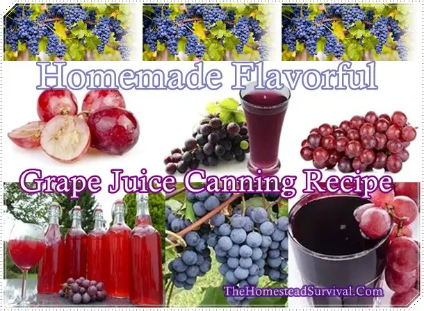 Homemade Flavorful Grape Juice Canning Recipe - The Homestead Survival 
